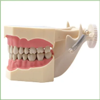 2vnt BF Tipo Tyrimo Modelis dantų modeliai Dantų Žandikaulių Modelius, skirtus dantų mokyklos mokymo stomatologas, dantų, dantų Modeliai