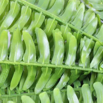 Dirbtinis persų Lapų Augalų, Plastikiniai Netikrą Tikroviška 15 Lapų Žaliųjų Augalų Vestuvių Fone, Namų Dekoracijas 70cm Ilgio Stiebų 5